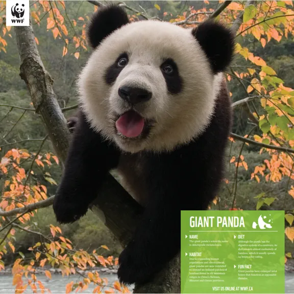 Giant panda