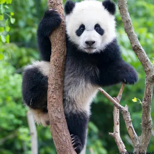 Giant panda