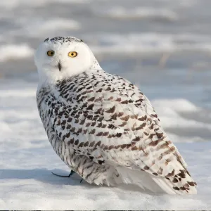 Snowy owl